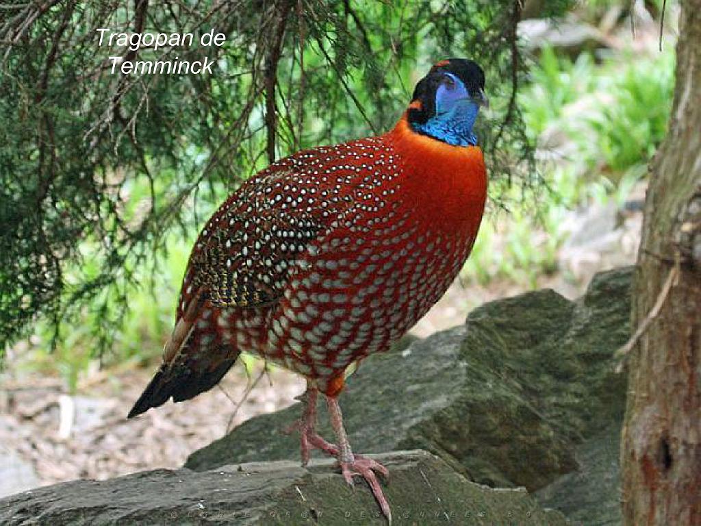 101PARC AUX OISEAUX DANS L AIN 2016 2_000013.jpg
